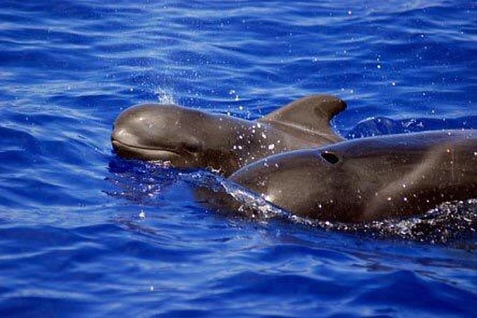 Whale and Dolphin Watching Sailing Boat with Drinks, Snacks and Swimming Time - Puerto Colón to the open water: why this departure works