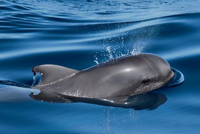 Whale and Dolphin Watching Sailing Boat with Drinks, Snacks and Swimming Time - The captain makes it: names you’ll hear and the service style
