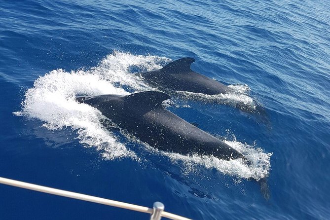 Whale and Dolphin Watching Sailing Boat with Drinks, Snacks and Swimming Time - Spotting pilot whales, dolphins, and turtles around Tenerife