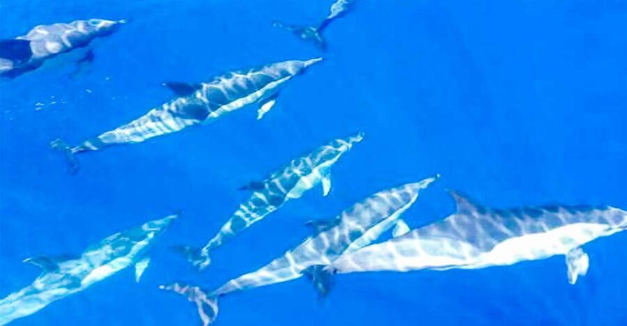 Whale and Dolphin Watching Sailing Tour – Los Gigantes (3H) - Key things to know before you sail