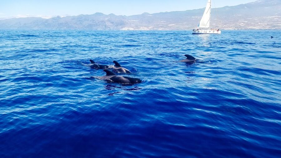 Whale and Dolphin Watching Sailing Tour – Los Gigantes (3H) - Where Los Gigantes turns a boat ride into the main event