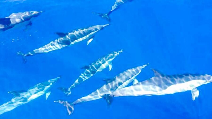 Whale and Dolphin Watching Sailing Tour – Los Gigantes (3H) - Wildlife time in the Teno-Rasca Marine Reserve (and how spotting works)