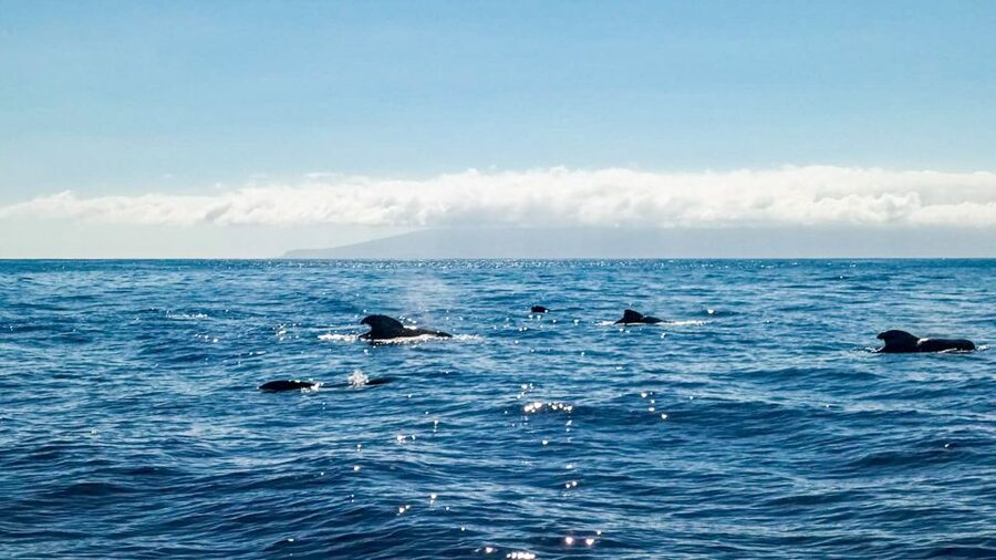 Whale and Dolphin Watching Sailing Tour – Los Gigantes (3H) - Who this tour is best for (and who should pick something else)