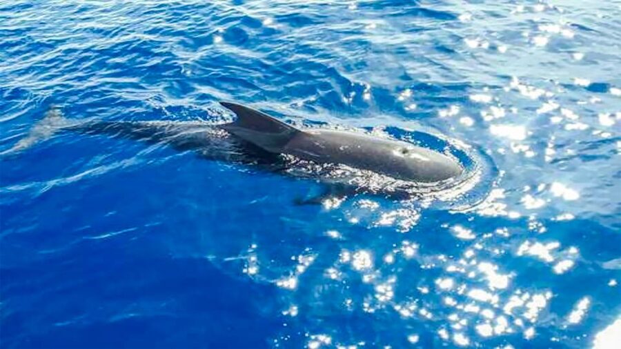 Whale and Dolphin Watching Sailing Tour – Los Gigantes (3H) - Practical advice before you book (so 3 hours feels effortless)