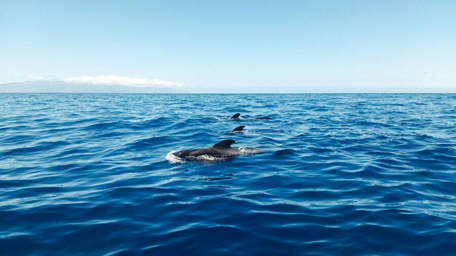 Whale and Dolphin Watching Sailing Tour – Los Gigantes (3H) - El Mojo Picón and the small-group experience (what 3 hours feels like)