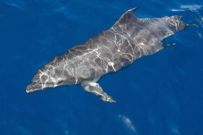 Whale and Dolphin Watching Yacht Trip in Puerto Colon - Key things I’d plan around before you go