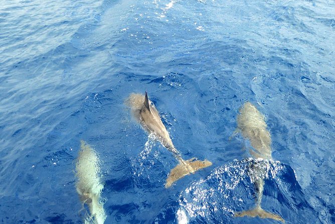 Whale and Dolphin Watching Yacht Trip in Puerto Colon - The boat-size advantage: why 12 people changes the experience