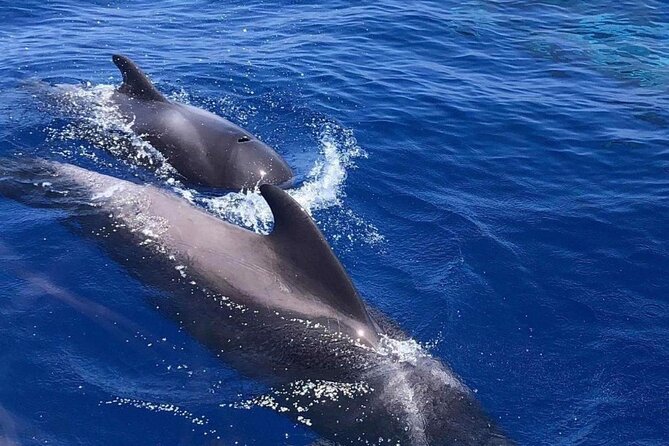 Whale and Dolphin Watching Yacht Trip in Puerto Colon - What you’ll hear: English and Spanish on every tour day