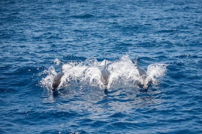 Whale and Dolphin Watching Yacht Trip in Puerto Colon - Timing options: 3 hours by day, plus a 19:00 sunset slot