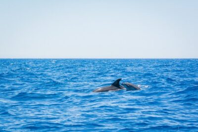 Whale & Dolphin Observation on Silent Catamaran with Hydrophone - On Board With a Max of 12: Space, Attention, and Comfort