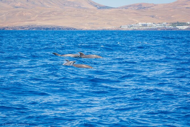 Whale & Dolphin Observation on Silent Catamaran with Hydrophone - Whale and Dolphin Spotting at Responsible Distance