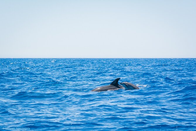 Whale & Dolphin Observation on Silent Catamaran with Hydrophone - On Board With a Max of 12: Space, Attention, and Comfort