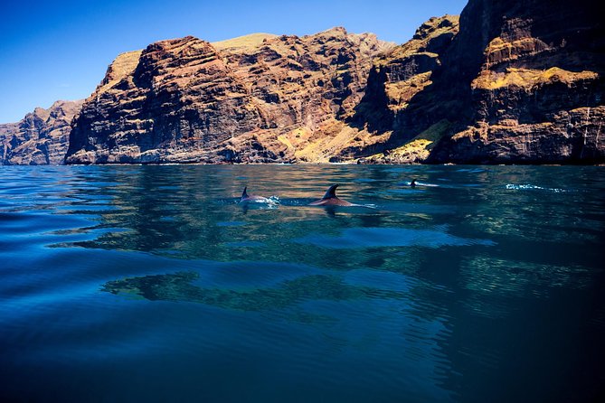 Whale Watching and Listening Eco Catamaran Tour with Food Tasting - Stop for Anchoring and the Swim/Snorkel Break