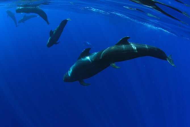Whale watching and listening Eco-Catamaran Tour with Food Tasting - The bottom line: should you book this whale-listening catamaran?
