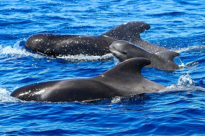 Whale Watching Catamaran in Costa Adeje (Including drinks & Sandwich) - From Costa Adeje Hotels to the Port: Pickup That Works Best If You Follow It