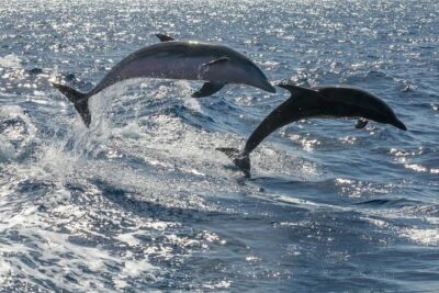 Whale Watching Catamaran in Costa Adeje (Including drinks & Sandwich) - Inside a Up-To-160 Catamaran: Where to Sit and How to Manage the Crowd