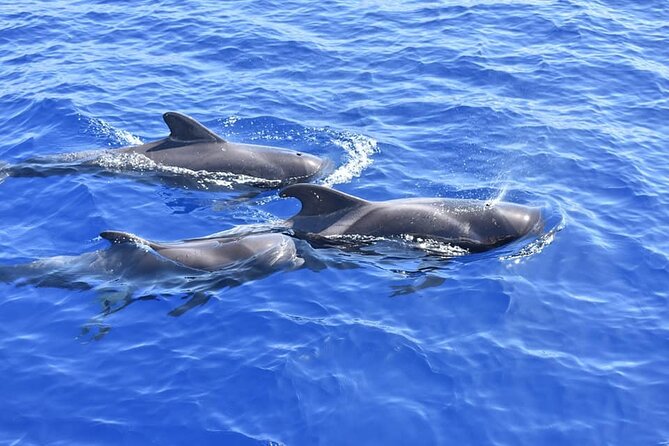 Whale Watching Catamaran in Costa Adeje (Including drinks & Sandwich) - On the Water: Bottlenose Dolphins, Spotted Dolphins, Pilot Whales, and Turtles