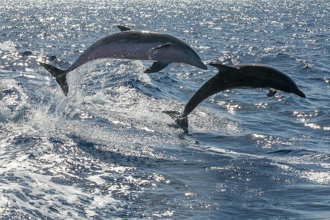 Whale Watching Catamaran in Costa Adeje (Including drinks & Sandwich) - Inside a Up-To-160 Catamaran: Where to Sit and How to Manage the Crowd