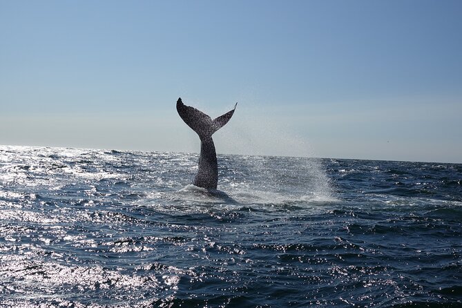 Whale Watching Cruise on a Yacht in Reykjavik - Faxaflói Bay does the work: why this whale cruise feels special