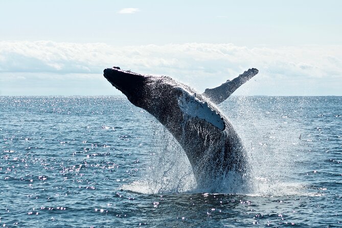Whale Watching Cruise on a Yacht in Reykjavik - Harpa from the water: a Reykjavík stop you can actually use