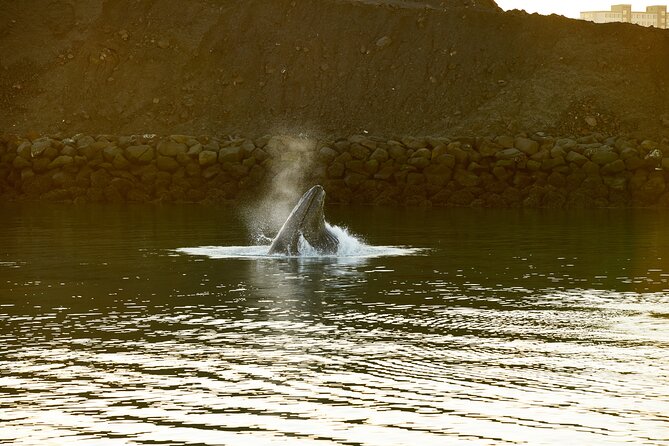 Whale Watching Cruise on a Yacht in Reykjavik - Engey, Lundey, and Viðey: scanning islands for wildlife