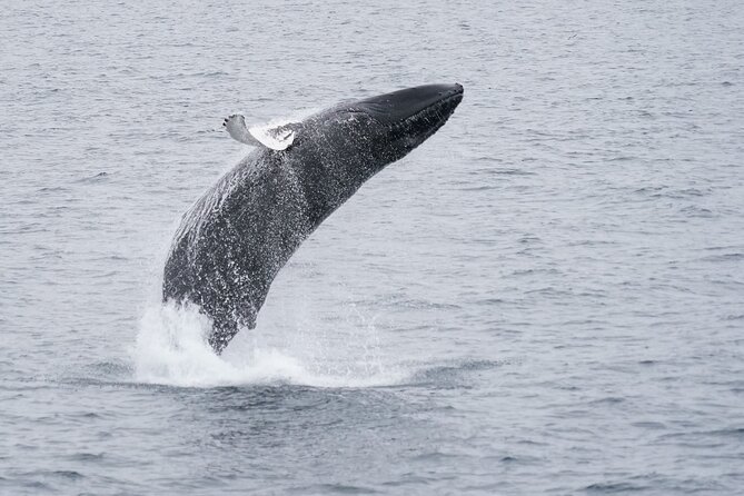 Whale Watching Cruise on a Yacht in Reykjavik - What to wear: your whale cruise survival kit