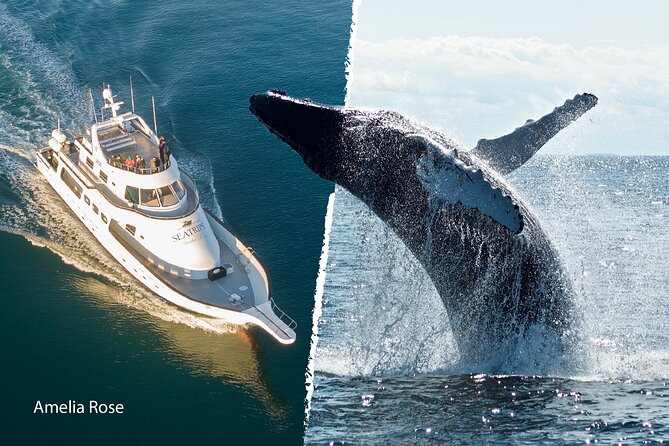 Whale Watching Cruise on a Yacht in Reykjavik - Price and value: is $102 worth it?