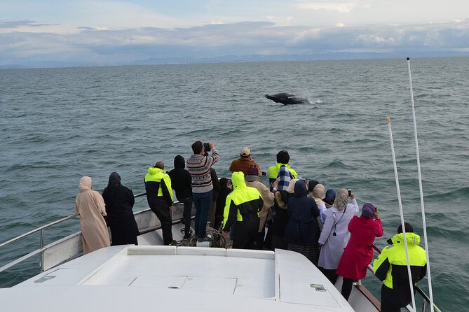 Whale Watching & Dolphin Yacht Cruise - Faxafloi Bay is where Reykjavik goes for whales