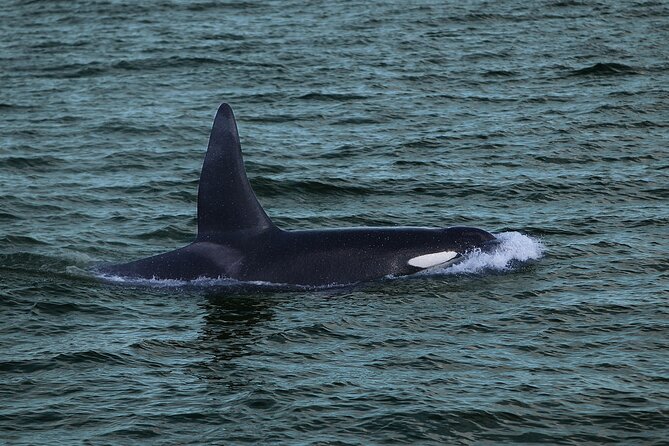 Whale Watching & Dolphin Yacht Cruise - The actual cruise: what happens during those three hours