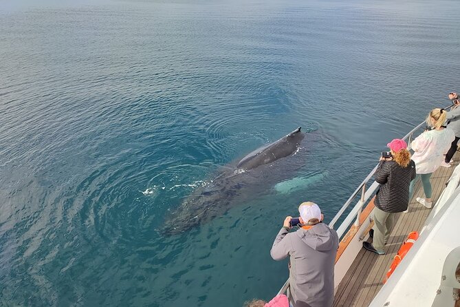 Whale Watching & Dolphin Yacht Cruise - What you might see: whales, dolphins, and puffins in summer