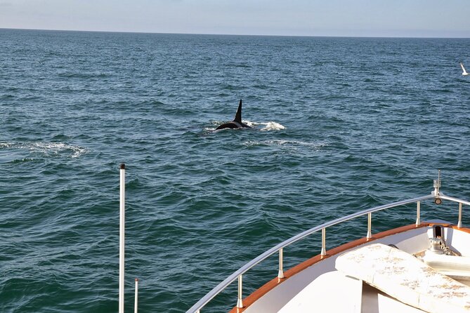 Whale Watching & Dolphin Yacht Cruise - How the onboard guide helps you spot more (and learn something real)