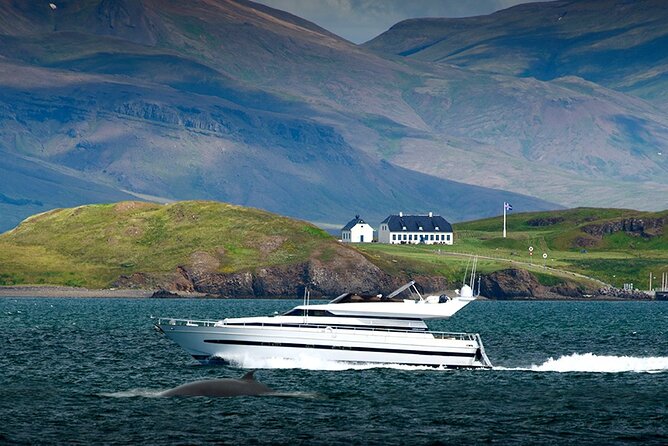 Whale Watching & Dolphin Yacht Cruise - Wi‑Fi and live photo sharing: a small thing that saves the day