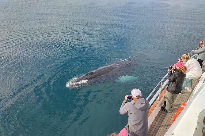 Whale Watching & Dolphin Yacht Cruise - Comfort touches that matter: blankets, bar, and sea-sickness help