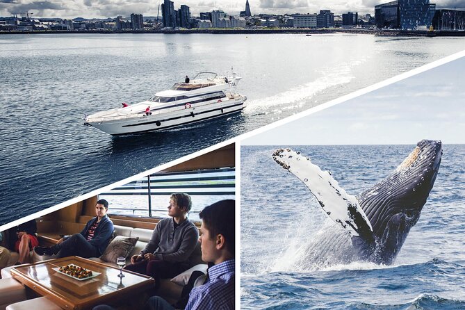 Whale Watching & Dolphin Yacht Cruise - Deck time vs. indoor warmth: how to dress for the real Iceland