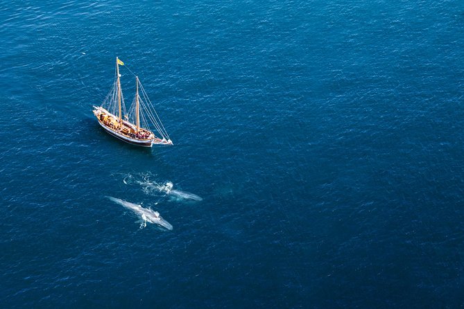 Whale Watching on a Traditional Oak Sailing Ship from Husavik - Traditional Oak Schooner Whale Watching: The vibe you feel on day one