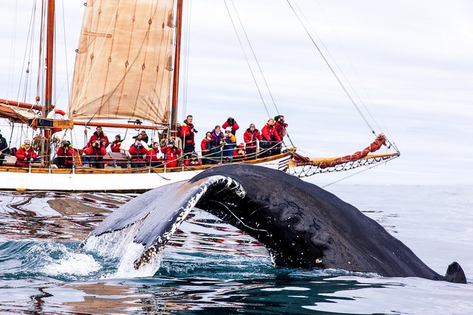 Whale Watching on a Traditional Oak Sailing Ship from Husavik - Crew-style sail help, real whale search narration, and why the suits matter