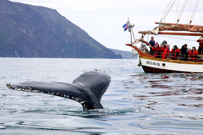 Whale Watching on a Traditional Oak Sailing Ship from Husavik - How the 3-hour window plays out on the water