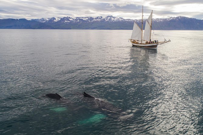 Whale Watching on a Traditional Oak Sailing Ship from Husavik - What whales you might see—and what to do when they’re shy