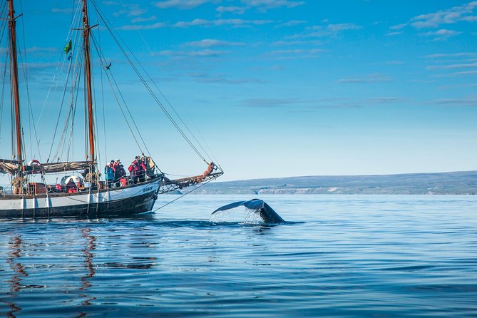 Whale Watching on a Traditional Oak Sailing Ship from Husavik - Cinnamon buns and hot chocolate: the comfort that makes cold sailing worth it