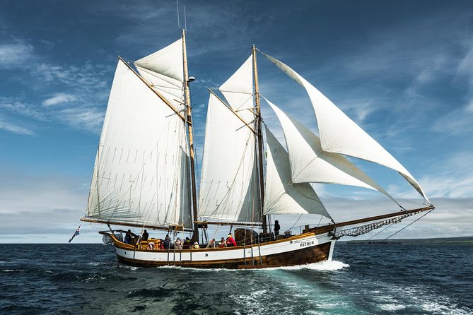 Whale Watching on a Traditional Oak Sailing Ship from Husavik - Value check: is $106 worth it for 3 hours in Húsavík?