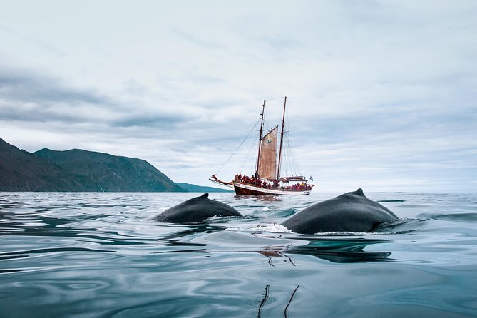 Whale Watching on a Traditional Oak Sailing Ship from Husavik - Who should book this schooner whale watch (and who might want a different style)