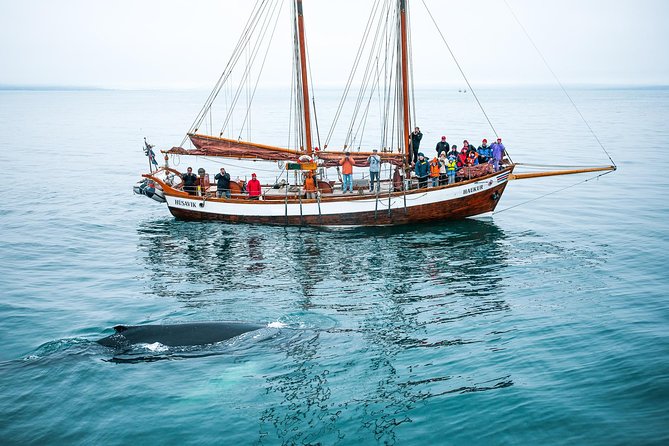 Whale Watching on a Traditional Oak Sailing Ship from Husavik - Where you meet in Húsavík and how you get aboard so you’re not rushed