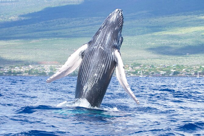 Whale Watching Tour on a Charming Hawaiian Catamaran From Maalaea - Key points before you book