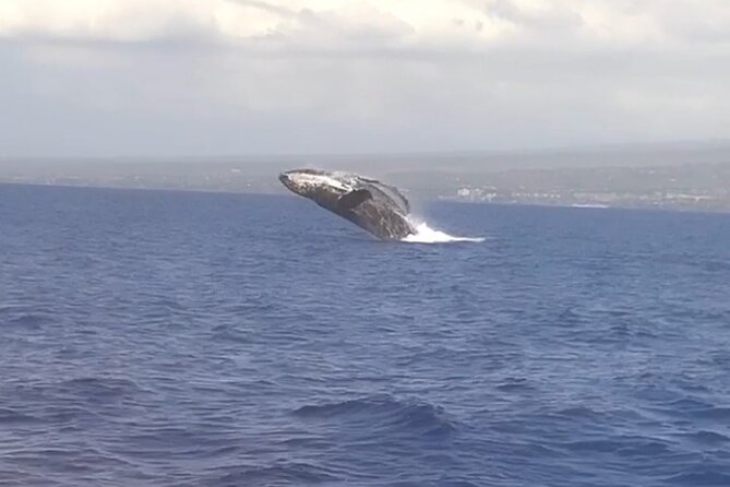Whale Watching Tour on a Charming Hawaiian Catamaran From Maalaea - The catamaran vibe: Winona’s layout and how to choose your spot