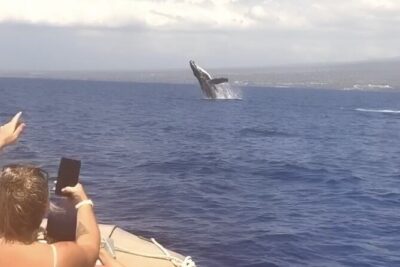 Whale Watching Tour on a Charming Hawaiian Catamaran From Maalaea - The whale calendar: what humpbacks are doing in Maui winter
