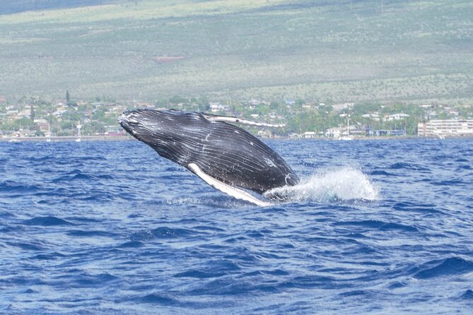 Whale Watching Tour on a Charming Hawaiian Catamaran From Maalaea - Drinks, snacks, and the little comforts that matter