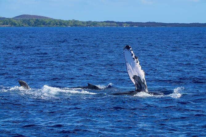 Whale Watching Tour on a Charming Hawaiian Catamaran From Maalaea - Dolphins: the bonus you’ll notice only if you’re paying attention