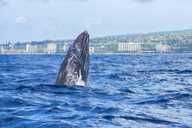 Whale Watching Tour on a Charming Hawaiian Catamaran From Maalaea - Weather and wind: how it can affect your viewing