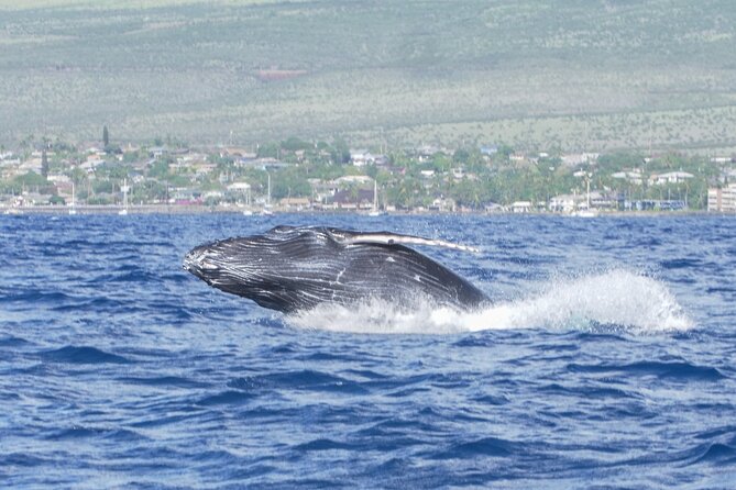 Whale Watching Tour on a Charming Hawaiian Catamaran From Maalaea - Who this tour suits best (and who should skip it)