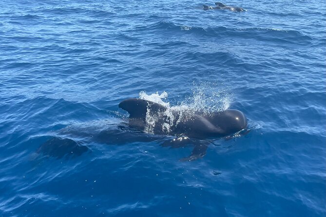 Whales and Dolphins excursion on a Luxury Yacht in Canary Islands - Los Cristianos cliffs anchor stop: snorkeling, swimming, and a real break